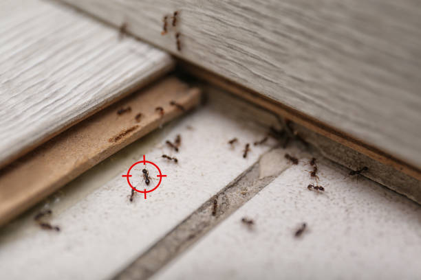 Best Cockroach Control Services  in Lake Dalecarlia, IN